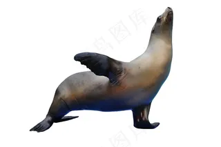 海象免抠素材PSD分层