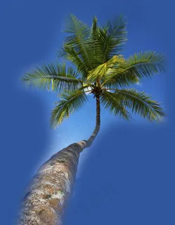 蓝色棕榈岛旅游信息网页模板