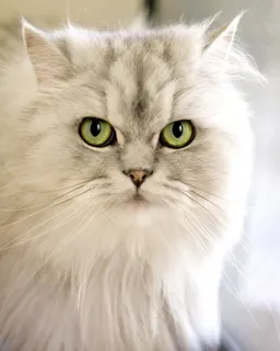 白色猫特写图片