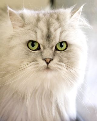 白色猫特写图片