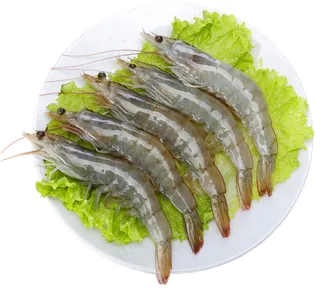 海鲜虾食物PNG免扣素材