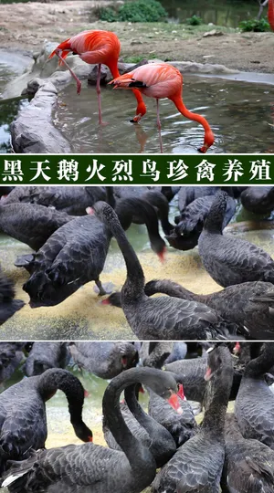 黑天鹅火烈鸟珍禽养殖视频2段
