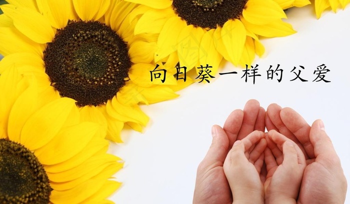 向日葵一样的父爱图片