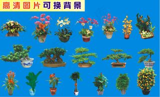 植物高清图片