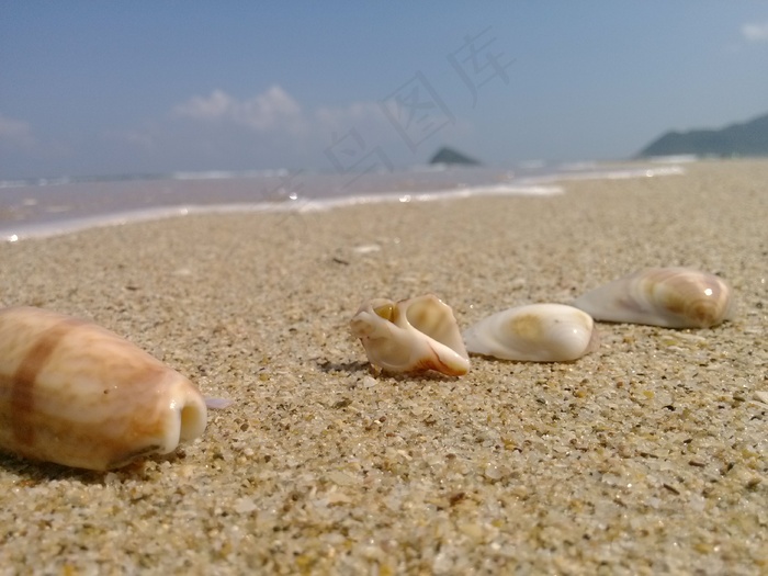 海边沙滩贝壳图片