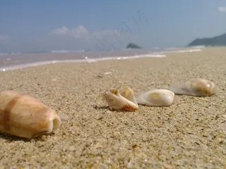 海边沙滩贝壳图片