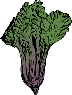 瑞士甜菜剪贴画