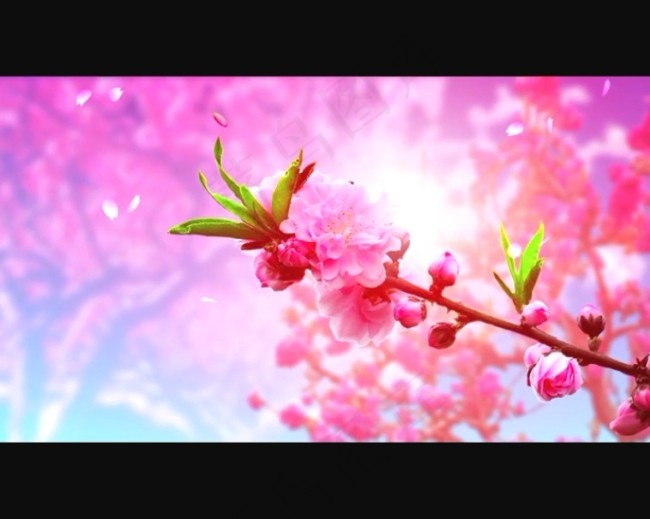 花朵背景视频素材