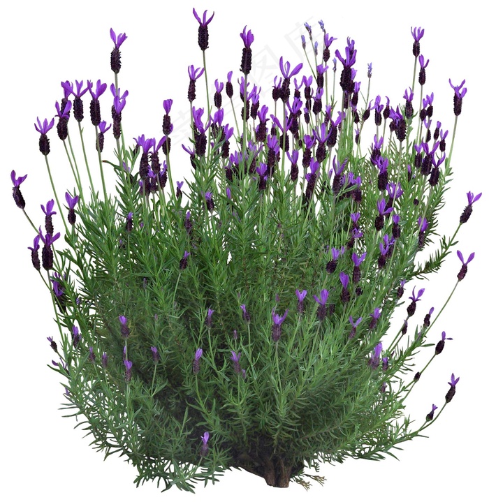 高清免抠植物头状薰衣草