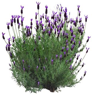 高清免抠植物头状薰衣草