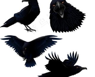现实主义绘画的乌鸦矢量图