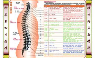 脊柱与相关疾病图图片