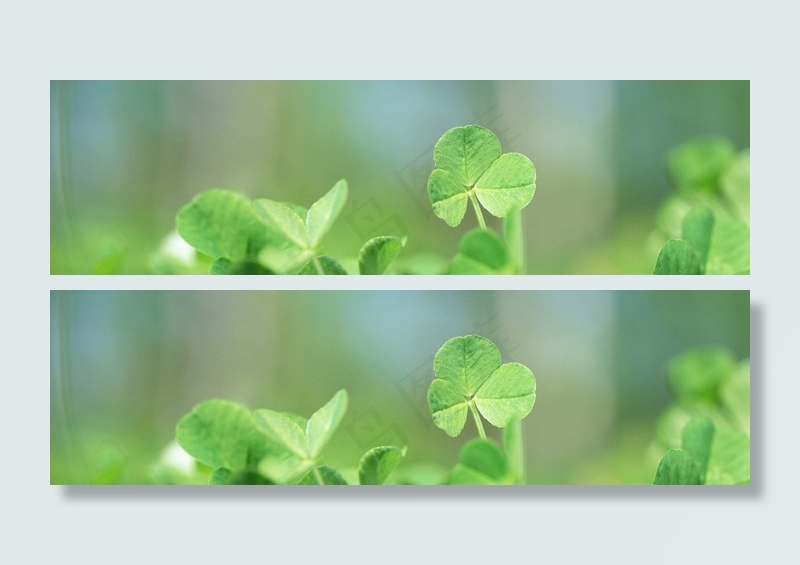 四叶草banner创意设计　
