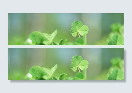 四叶草banner创意设计　