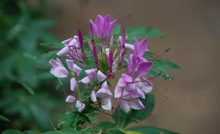 昆明大观楼金秋菊花展摄影图片