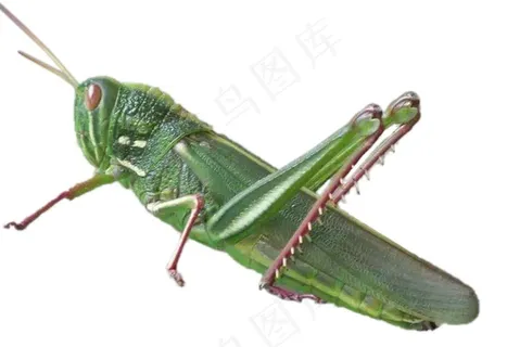 蝗虫免抠素材PSD分层