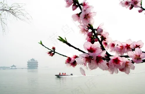桃花快艇图片 桃花快艇图片
