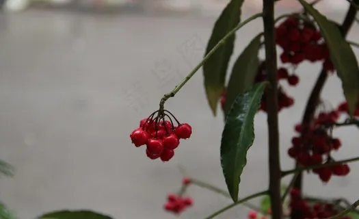 植物图片 植物图片