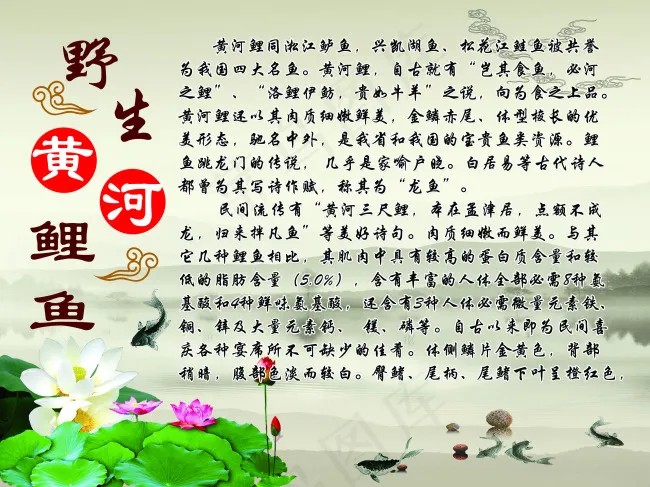 黄河鲤鱼psd模版下载