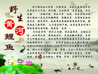 黄河鲤鱼