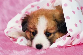 趴着睡觉的狗狗图片