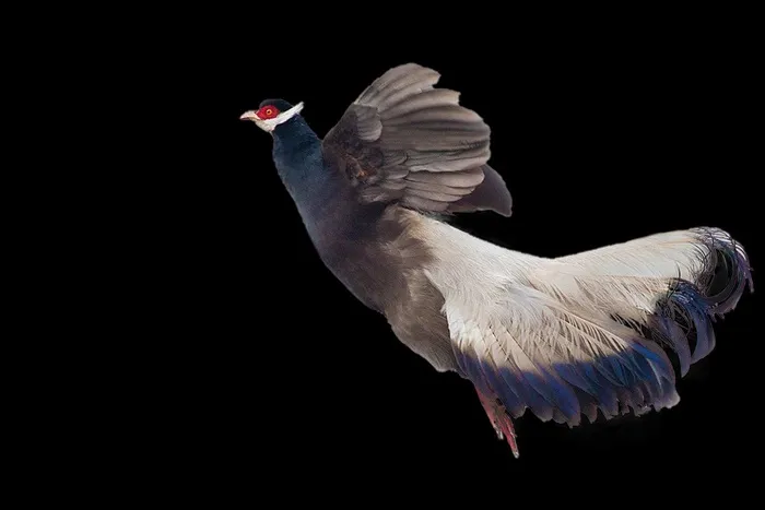 褐马鸡免抠素材PSD分层psd模版下载