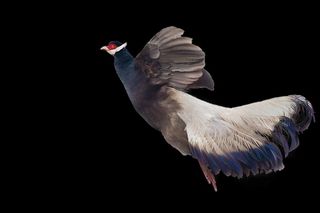 褐马鸡免抠素材PSD分层