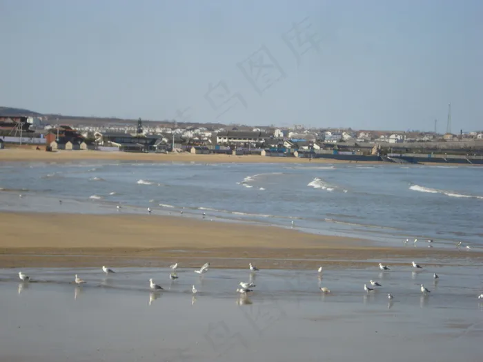 海滩 海鸟 人家图片