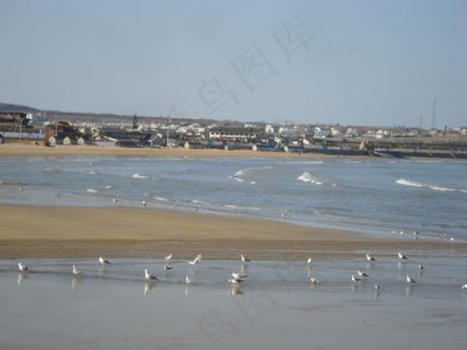 海滩 海鸟 人家图片