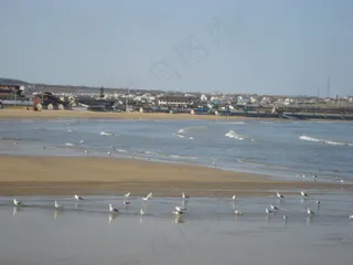 海滩 海鸟 人家图片