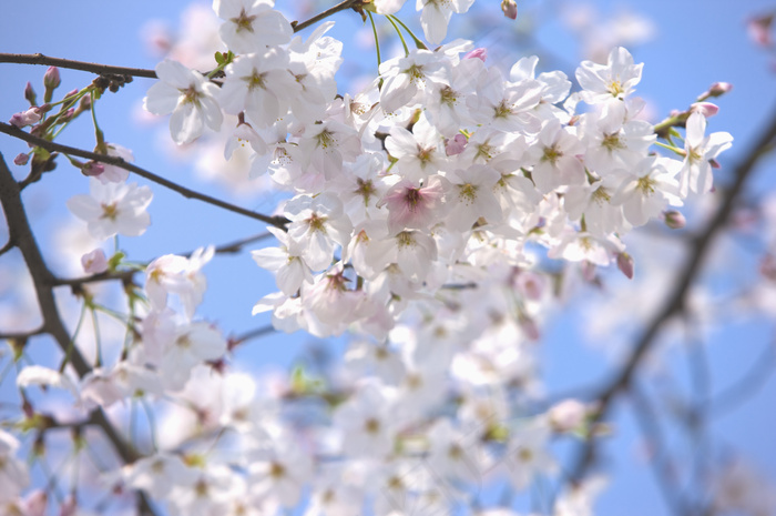 樱花花枝图片