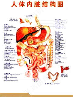 中医人体内脏结构反射图图片