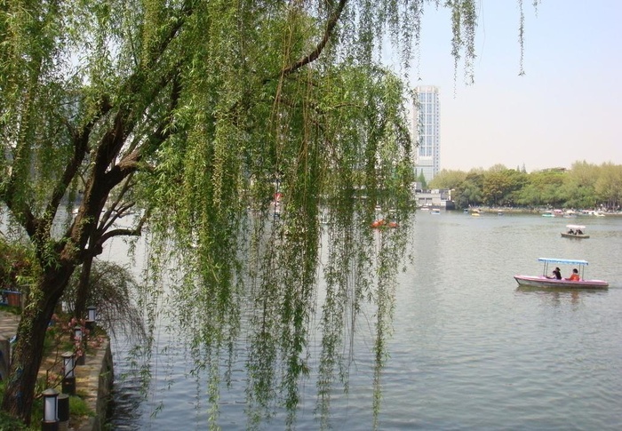 杨柳青青图片