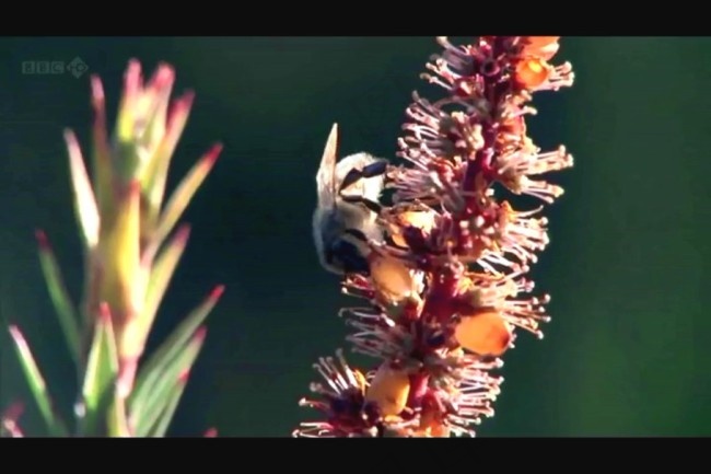 花朵视频素材模板下载