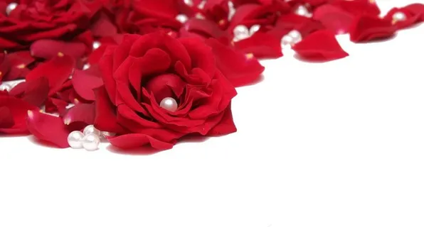 玫瑰花瓣 玫瑰花瓣