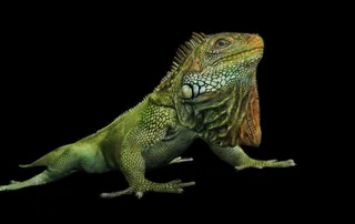 蜥蜴免抠素材PSD分层