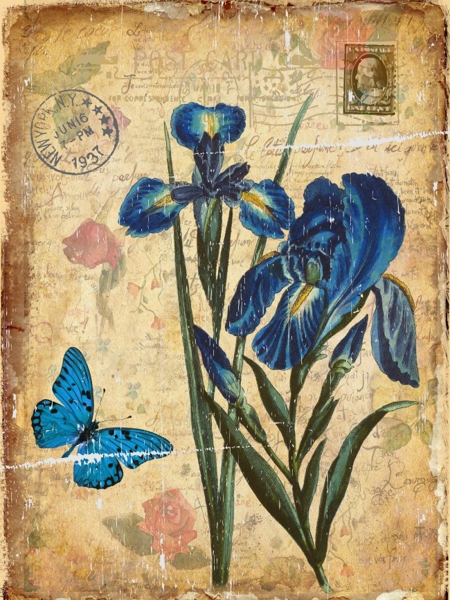 美丽的蝴蝶油画图片