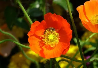 罂粟花图片