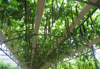 黄润 翠绿的鳗鱼果图片