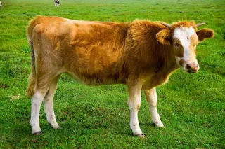 乌兰布统草原图片