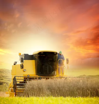 秋天油菜地里的收割机