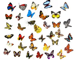 蝴蝶素材图片