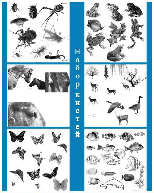 高清晰骏马、鹿、鹭、海洋生物、蝴蝶...