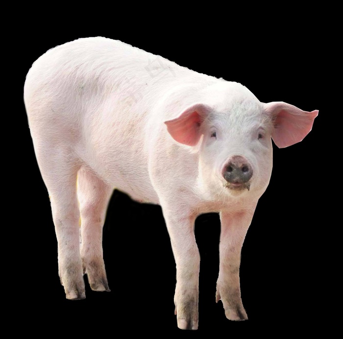 猪免抠素材PSD分层