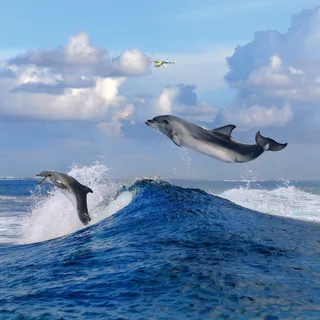海面上跳跃的海豚图片