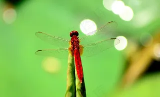 红蜻蜓图片