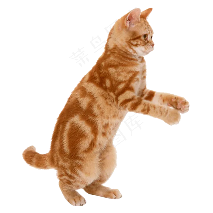 卡通多款猫咪造型设计PNG素材搞怪...(2000X1663)