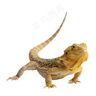蜥蜴免抠素材PSD分层
