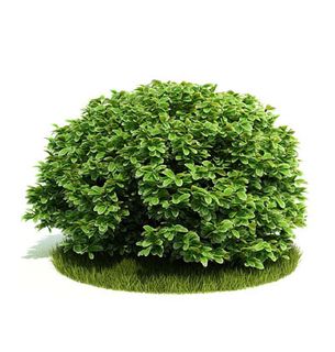 植物国外精品装饰素材免费下载室内装...