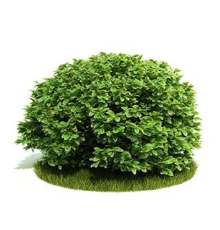 植物国外精品装饰素材免费下载室内装...